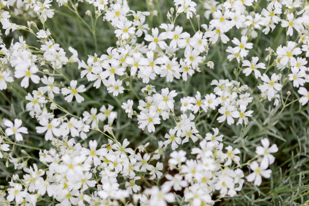 istock pattern of delicate little white flowers 1157497360