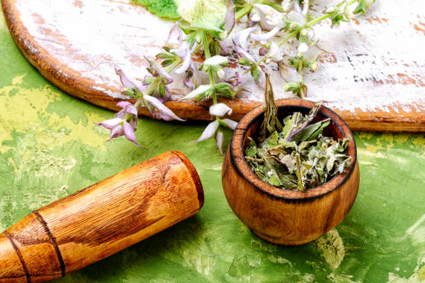 istock Fresh leaves of sage 1157497976