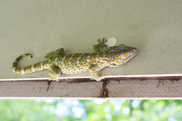 istock Gecko with curved tail on gray wall 1157498052