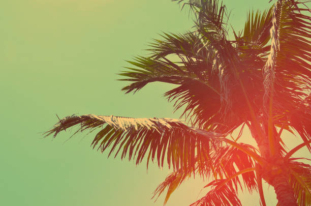 istock palm tree on blue sky background. Retro color style. 1157499269