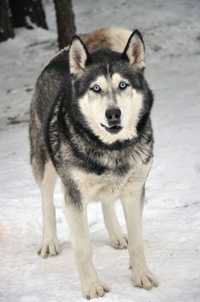 istock siberian wolf dog also called husky breed dog in snow covered forest 1157500205