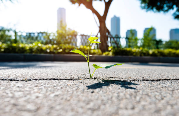 istock Green plant growing through concrete floor 1157500256