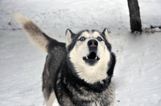 istock siberian wolf dog also called husky breed dog in snow covered forest 1157500298