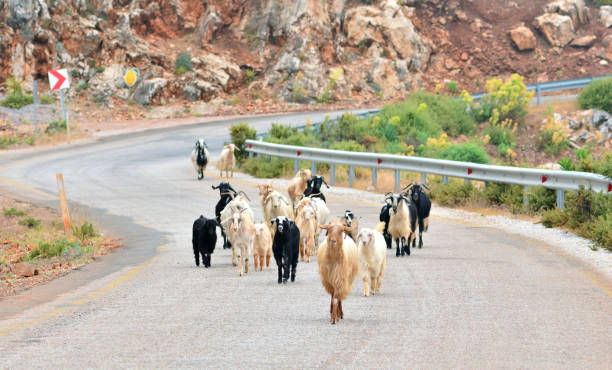 Meeting with a goat herd on the road