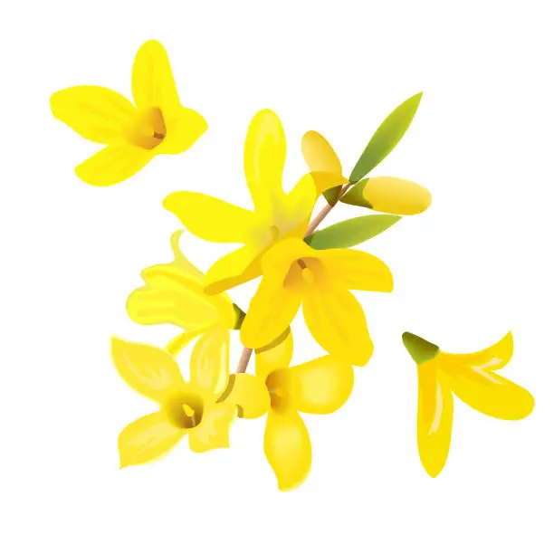 Vector illustration of Forsythia suspensa flowers branch and flowers. Card template. blossoming yellow spring tree. Golden Bell,