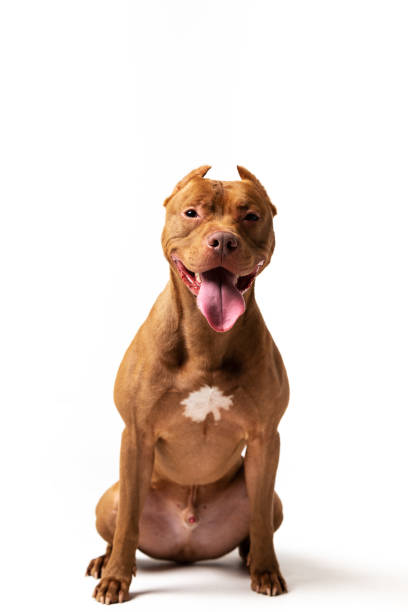 istock Adorable red dog sits at white background 1157501939