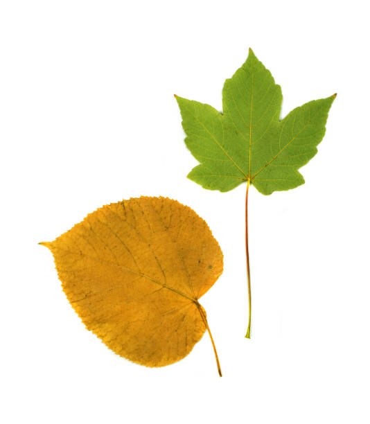 istock Set of Dry Leaves Isolated on White Background 1157501959