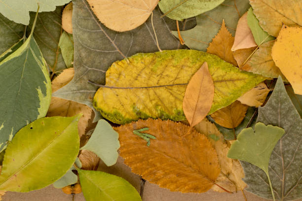 istock Flat Dried Leaves or Forest Floor in Camouflage Colors 1157501960
