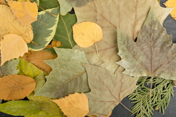 istock Flat Dried Leaves or Forest Floor in Camouflage Colors 1157501962