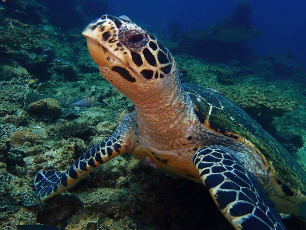 istock Hawksbill sea turtle in Sabah, Malaysia. Borneo. 1157503156