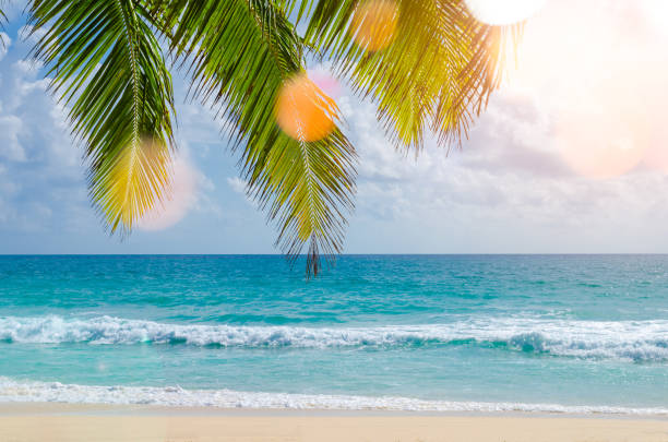 istock Tropical beach and nature green palm leaf with blue sky white cloud abstract background. Copy space of summer vacation and business travel concept. Vintage tone filter color style. 1157503175