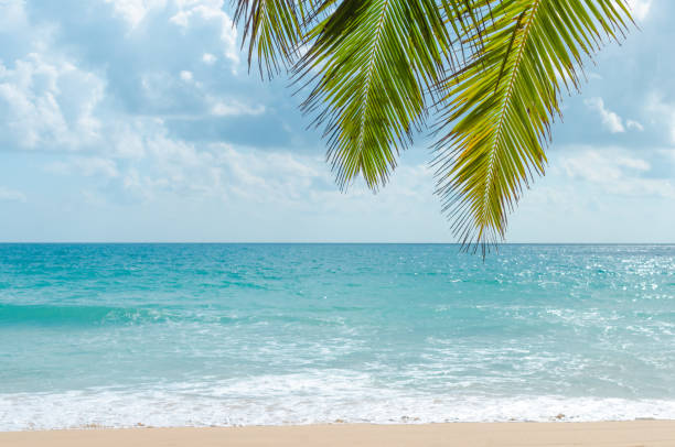 istock Tropical palm tree on beach and blue sky background. Copy space summer vacation holiday and business travel adventure concept. Vintage tone filter effect color style. 1157503279