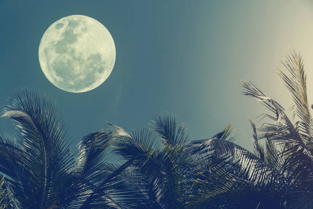 Tropical night. Full moon and palm leaf abstract background. Copy space of nature environment and travel adventure concept. Vintage tone filter effect color style.