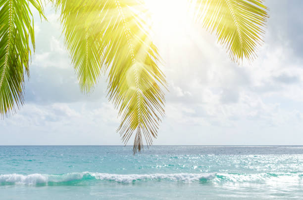 istock Tropical palm tree on beach and blue sky background. Copy space summer vacation holiday and business travel adventure concept. Vintage tone filter effect color style. 1157503291