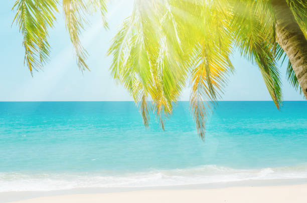 istock Tropical palm tree on beach and blue sky background. Copy space summer vacation holiday and business travel adventure concept. Vintage tone filter effect color style. 1157503293