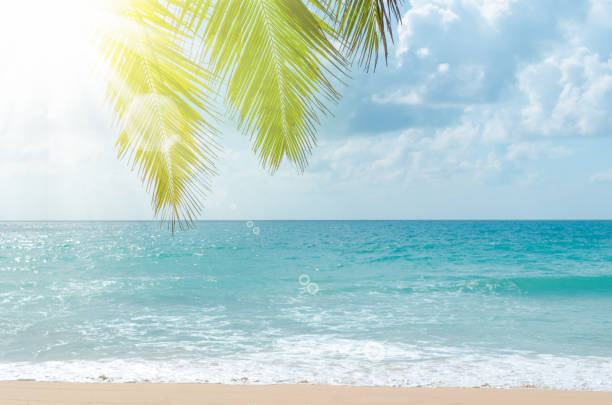 istock Tropical palm tree on beach and blue sky background. Copy space summer vacation holiday and business travel adventure concept. Vintage tone filter effect color style. 1157503295