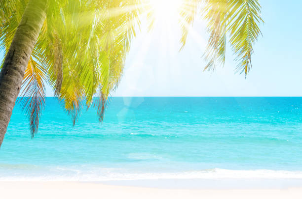 istock Tropical palm tree on beach and blue sky background. Copy space summer vacation holiday and business travel adventure concept. Vintage tone filter effect color style. 1157503302