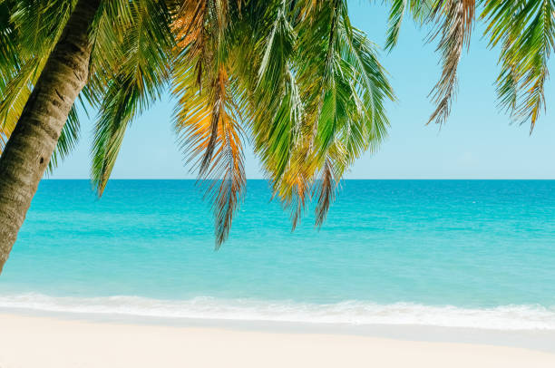 istock Tropical palm tree on beach and blue sky background. Copy space summer vacation holiday and business travel adventure concept. Vintage tone filter effect color style. 1157503934