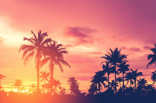 istock Tropical palm tree with colorful bokeh sun light on sunset sky cloud abstract background. Summer vacation and nature travel adventure concept. Vintage tone filter effect color style. 1157503982