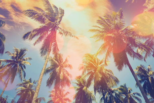 istock Tropical palm tree with colorful bokeh sun light on sunset sky cloud abstract background. Summer vacation and nature travel adventure concept. Vintage tone filter effect color style. 1157503987