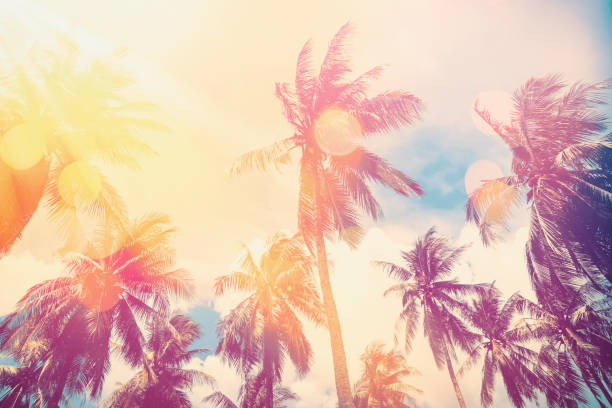 istock Tropical palm tree with colorful bokeh sun light on sunset sky cloud abstract background. Summer vacation and nature travel adventure concept. Vintage tone filter effect color style. 1157503995