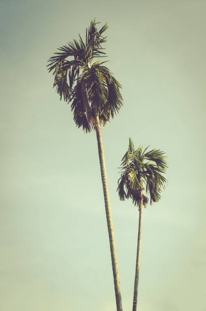 istock Tropical palm tree with sun light on blue sky and white cloud abstract background. Summer vacation and nature travel adventure concept. Vintage tone filter effect color style. 1157504002