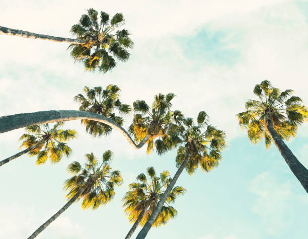 istock Tropical palm trees on  summer sky background.  Toned image. 1157504260