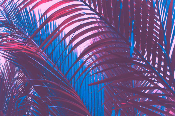 istock Copy space pink tropical palm tree on sky abstract background. Summer vacation and nature travel adventure concept. Vintage tone filter effect color style. 1157504330