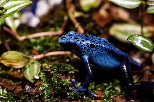 istock Baby Poison Dart Frog in terrarium 1157504380