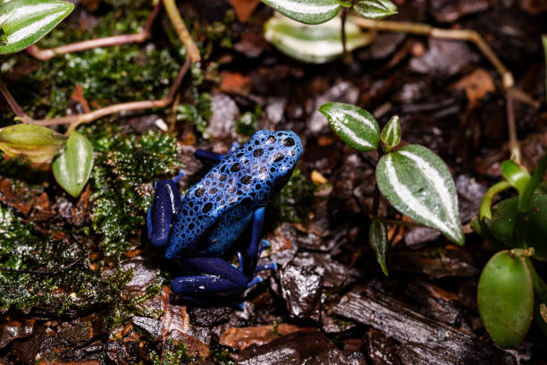 테라리움에서 아기 독 다트 개구리 - blue poison arrow frog 뉴스 사진 이미지