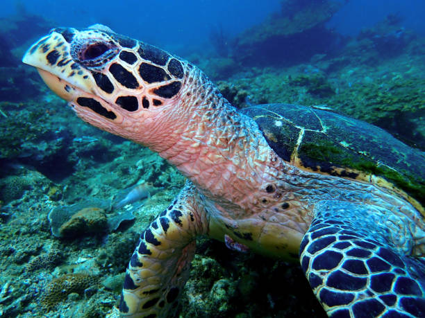 istock Hawksbill sea turtle in Sabah, Malaysia. Borneo. 1157505083