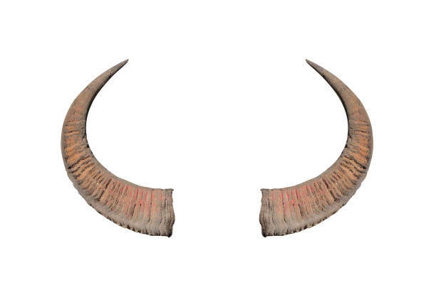 istock Buffalo horns on white background texture 1157505346