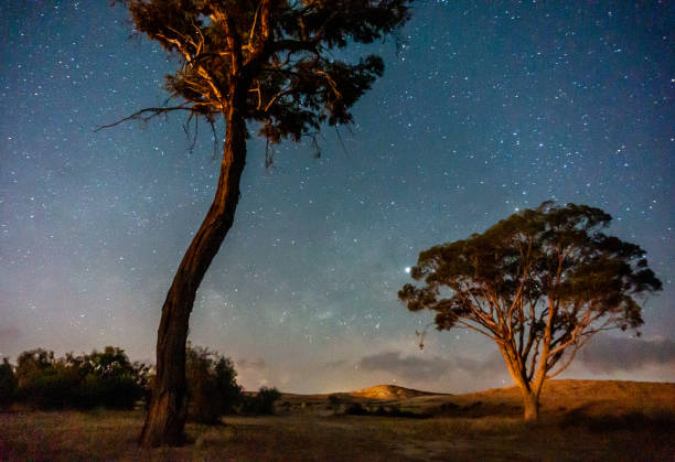 istock Trees under starts in israeli oasis desert 1157505533