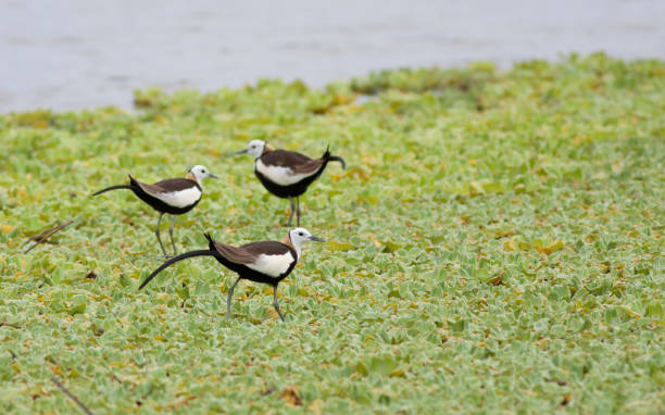 istock Queen of water birds 1157505625