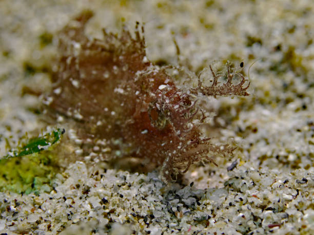 istock Juvenile Ambon Scorpionfish, Junger Ambon Skorpionfisch (Pteroidichthys amboinensis) 1157507329