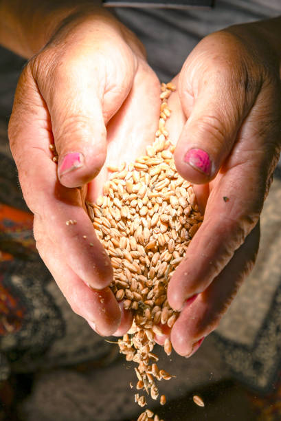 istock woman holds wheat in her hands 1157507822