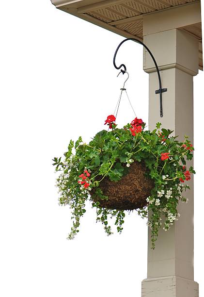 fiore pendente cesto - hanging flower basket isolated foto e immagini stock