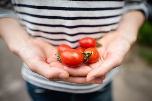 Female hand holding a tomato