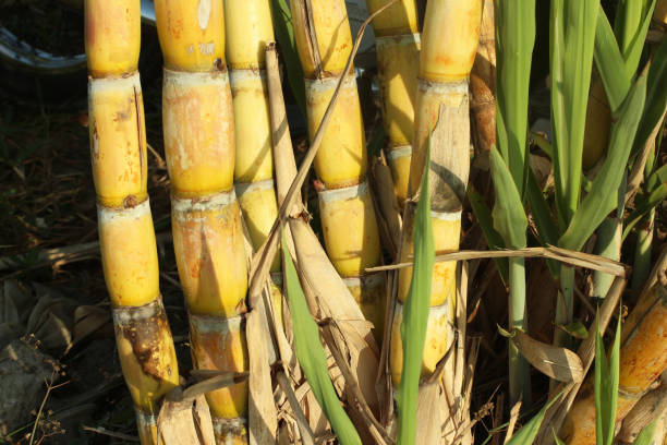 istock Yellow sugar trees grow in the field. 1157513493