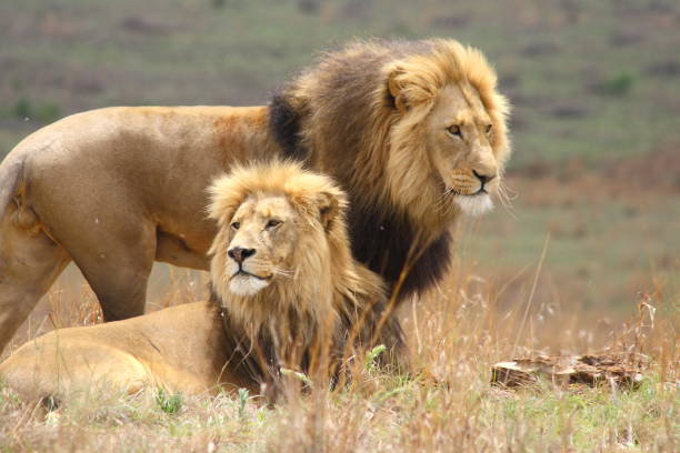 istock Two large male lions with black manes 1157513783