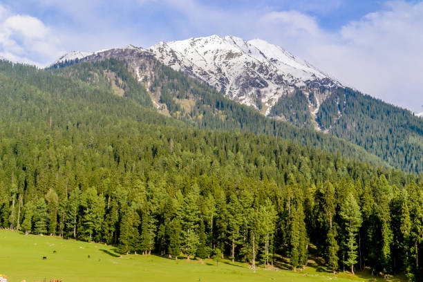 stunning photograph of kashmir valley (paradise on earth). beautiful view of yusmarg village surrounded by snow frozen himalayas glacier mountains and green fir and pine tree line forest landscape. - landscape fir tree nature sunrise imagens e fotografias de stock