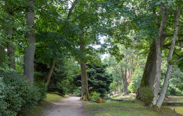 istock Palanga Botanical Park lane in summer midday 1157514339