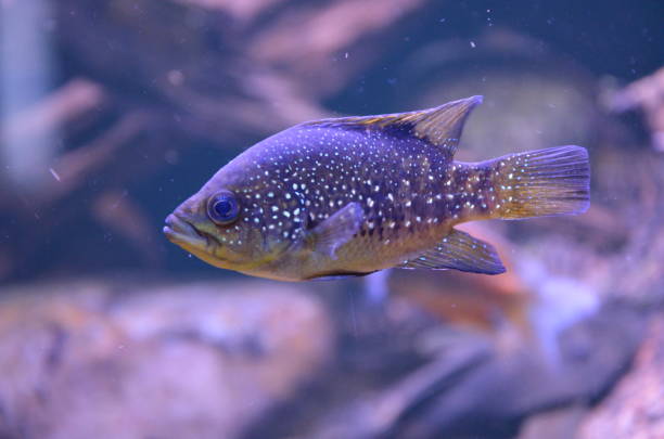 istock Tropical fish in aquarium, Berlin 1157515112
