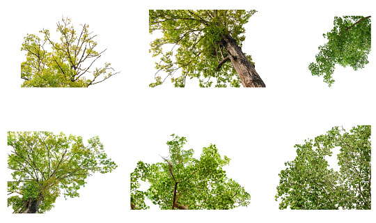 collection of tree green nature beautiful isolated on white background