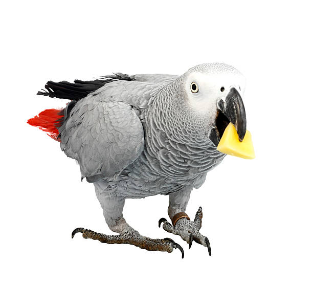 istock Jaco parrot and pieces of raw potato 115751767