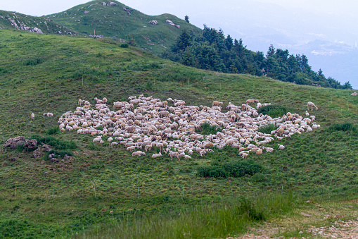 Flock of sheep resting after having grazed the grass all day in a meadow in the mountains