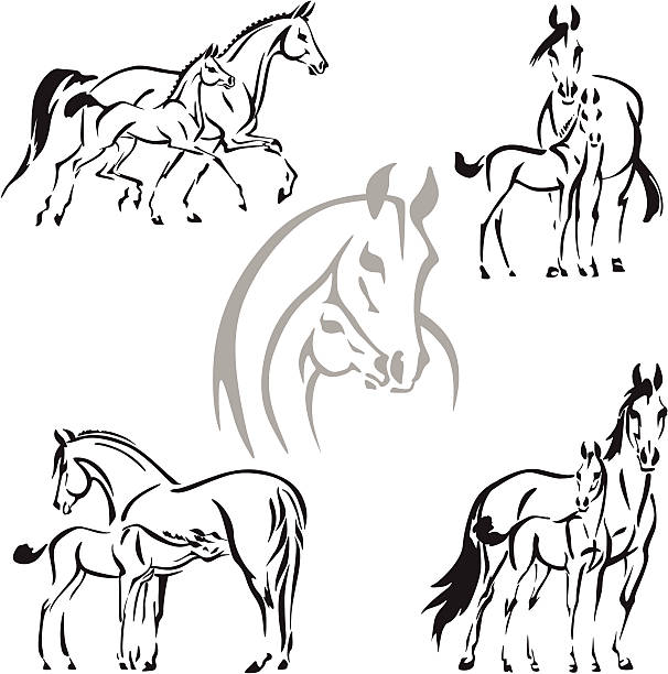 Mares and foals Simplified silhouettes of mares and foals. For stud and breeding farms advertisement. foal young animal stock illustrations