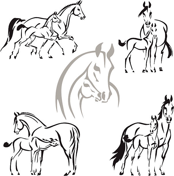 Mares and foals Simplified silhouettes of mares and foals. For stud and breeding farms advertisement. foal stock illustrations