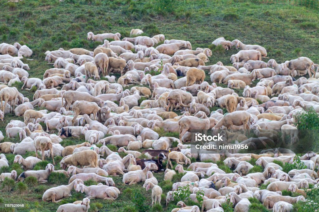 Flock of sheep Flock of sheep resting after having grazed the grass all day in a meadow in the mountains Copy Space Stock Photo