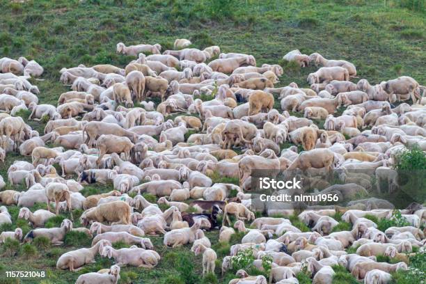 Flock Of Sheep Stock Photo - Download Image Now - Copy Space, Grounds, Horizontal